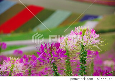 西風沃爾特草 81556052