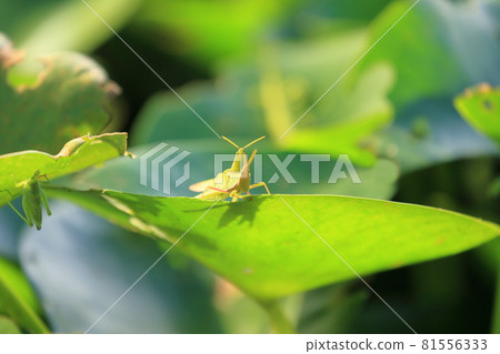 Male and female grasshoppers 81556333