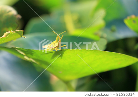 Male and female grasshoppers Male and female grasshoppers 81556334