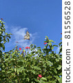 Okinawa's blue sky and butterflies 81556528