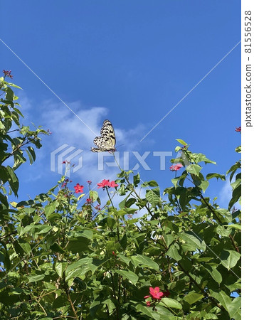 Okinawa's blue sky and butterflies Okinawa's blue sky and butterflies 81556528