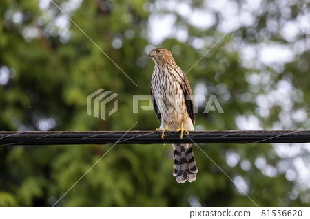 juvenile Coopers hawk 81556620