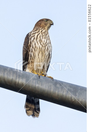 juvenile Coopers hawk 81556622