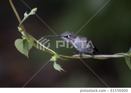 Female Anna's hummingbird 81556800