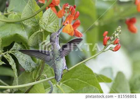 Female Anna's hummingbird 81556801