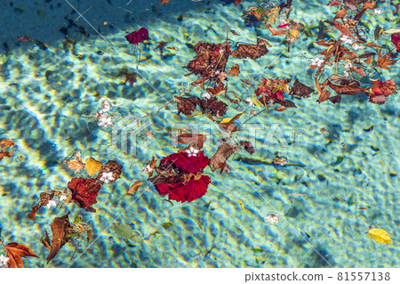 Colorful flowers and leaves floating in a swimming pool 81557138
