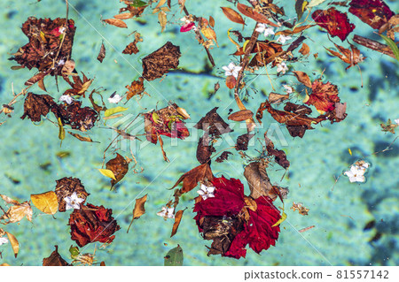 Colorful flowers and leaves floating in a swimming pool Colorful flowers and leaves floating in a swimming pool 81557142