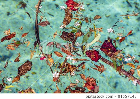 Colorful flowers and leaves floating in a swimming pool Colorful flowers and leaves floating in a swimming pool 81557143