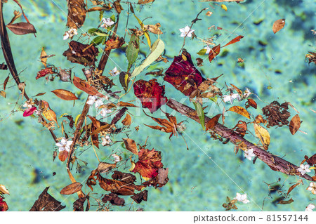 Colorful flowers and leaves floating in a swimming pool Colorful flowers and leaves floating in a swimming pool 81557144