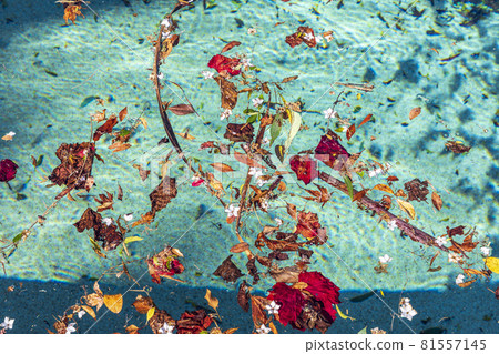 Colorful flowers and leaves floating in a swimming pool Colorful flowers and leaves floating in a swimming pool 81557145