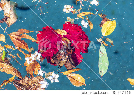 Colorful flowers and leaves floating in a swimming pool 81557146