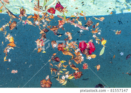 Colorful flowers and leaves floating in a swimming pool Colorful flowers and leaves floating in a swimming pool 81557147