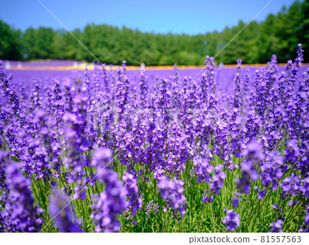 Lavender field Lavender field 81557563