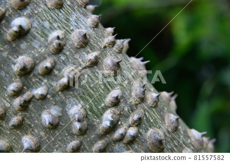 Thorns of Zanthoxylum lanceolata Thorns of Zanthoxylum lanceolata 81557582