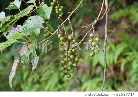 Fruit of Kiboshi Fruit of Kiboshi 81557714