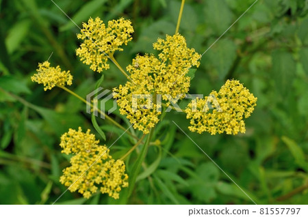 Omina's flower 81557797