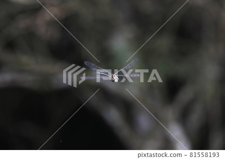 Flying hawker Flying hawker 81558193