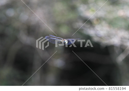 Flying hawker Flying hawker 81558194