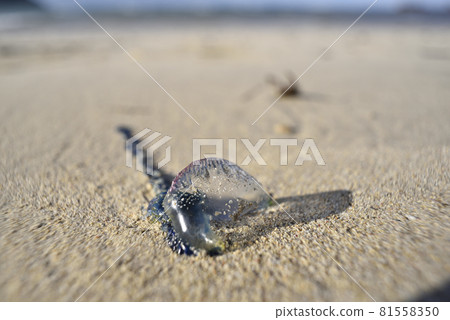 Portuguese man-of-war rushing to the coast of Amami Oshima Portuguese man-of-war rushing to the coast of Amami Oshima 81558350