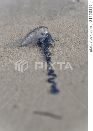 葡萄牙戰艦沖向奄美大島海岸 81558352