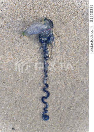 Portuguese man-of-war rushing to the coast of Amami Oshima Portuguese man-of-war rushing to the coast of Amami Oshima 81558353