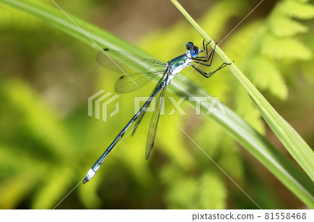 Ao Ititombo 81558468