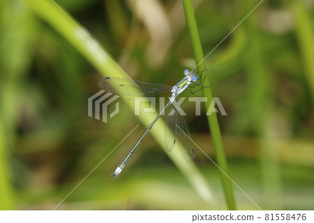 Ao Ititombo 81558476