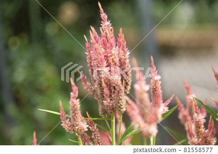 Pink Amaranthus tricolor flowers [Amaranthaceae from summer to autumn] 81558577