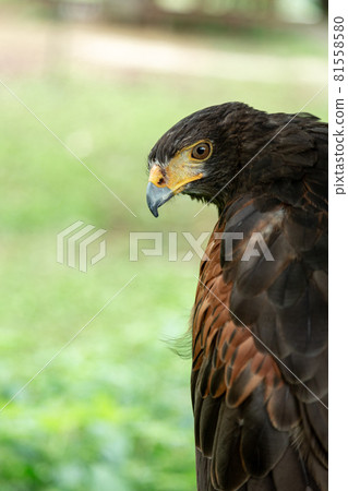 Harris's hawk that directs sharp eyes to the distance over the back [hawk] 81558580