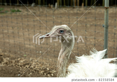 Greater rhea with white underside of wings [Birds] 81558584