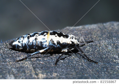 Chabanef Yueda Shak(女) Chabanef Yueda Shak(女) 81558867