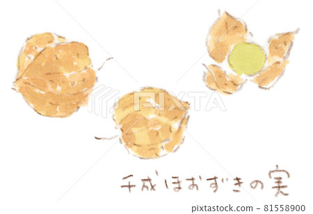Autumn flowers: Watercolor illustration of a small demon lantern-Sennari Hozuki no Mi 81558900