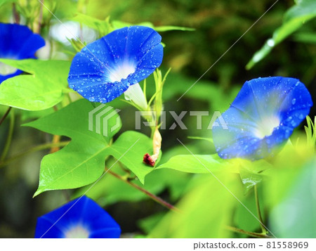 Morning glory on rainy day Morning glory on rainy day 81558969