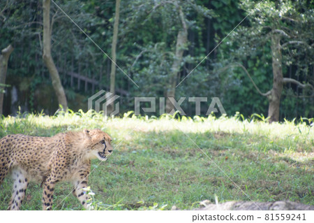 Cheetah Cheetah 81559241