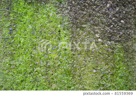 Moss_concrete_wall_background_texture 81559369