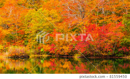 Autumn leaves of Kamike 81559450