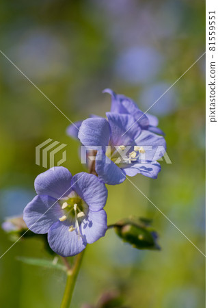 Purple pretty flowers Purple pretty flowers 81559551