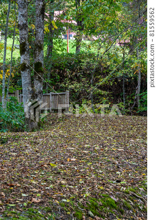 Mountain road and wooden bridge buried in fallen leaves Mountain road and wooden bridge buried in fallen leaves 81559562
