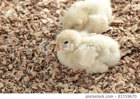 一隻可愛的小雞小雞,一隻小雞【幼鳥】 一隻可愛的小雞小雞,一隻小雞【幼鳥】 81559670