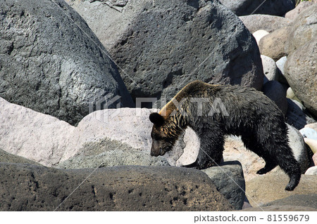 [Hokkaido] Brown bears on the Shiretoko Peninsula 81559679