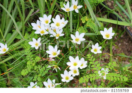 Flower of Thamas Dare Flower of Thamas Dare 81559769