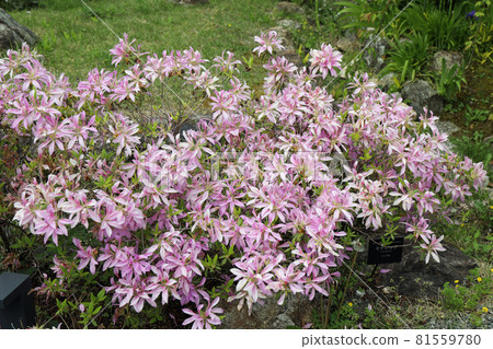 Moti Azalea Moti Azalea 81559780