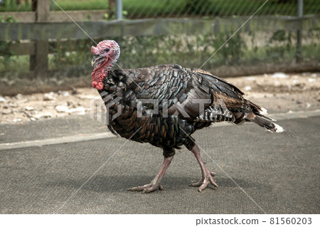 The whole picture of walking turkey [male] 81560203