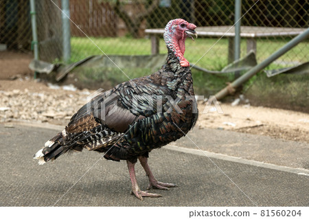 Overall picture of standing turkey [male] 81560204