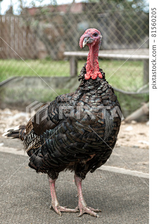 Overall picture of standing turkey [male] 81560205