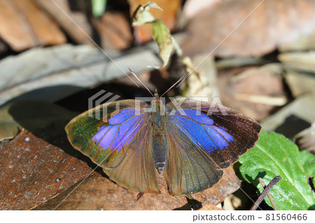 Winter purple swallow (female) Winter purple swallow (female) 81560466