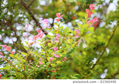 Akabanatokiwamansaku flower 81560490