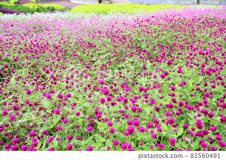 Sennichikou flower 81560491