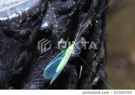 Winter lacewing 81560704