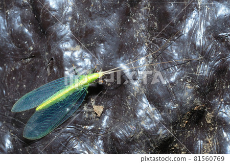 Winter lacewing 81560769